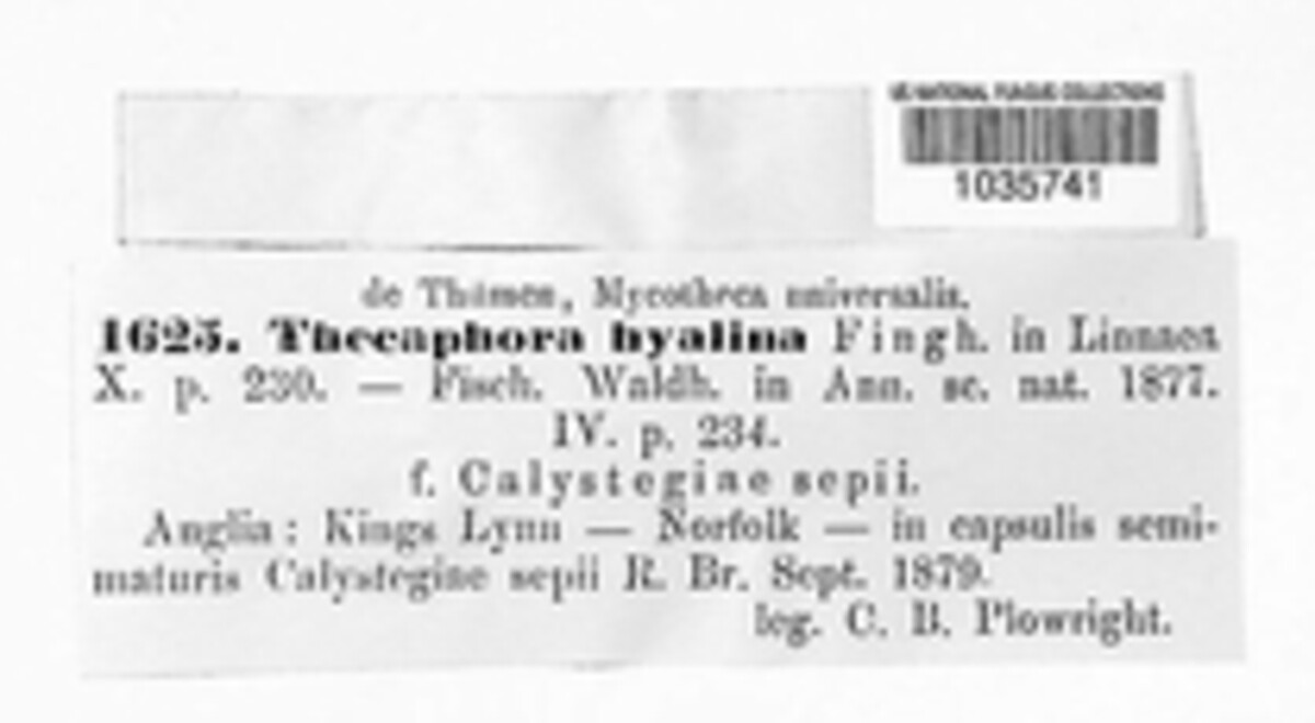 Thecaphora capsularum image